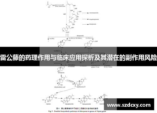 雷公藤的药理作用与临床应用探析及其潜在的副作用风险